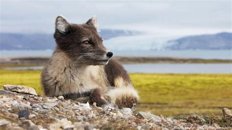 Interesting Facts About Arctic Foxes Just Fun Facts
