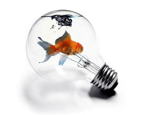 Similaire avec fond d'écran gucci lukasruiz. Fond d'écran : ampoule, poisson rouge 1280x1024 - izmirli ...