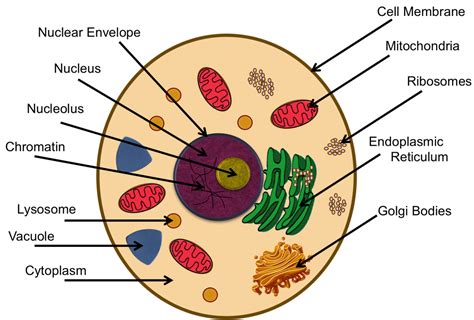 What is an animal cell? MAY THE BEST ORGANELLE WIN: The Vacuole