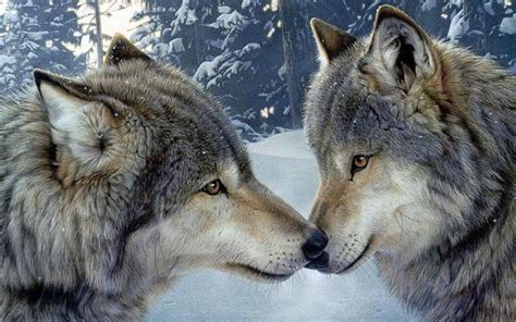 Download and use 30,000+ wolf wallpaper stock photos for free. Love and Romance - Speter Wallpaper (14112986) - Fanpop