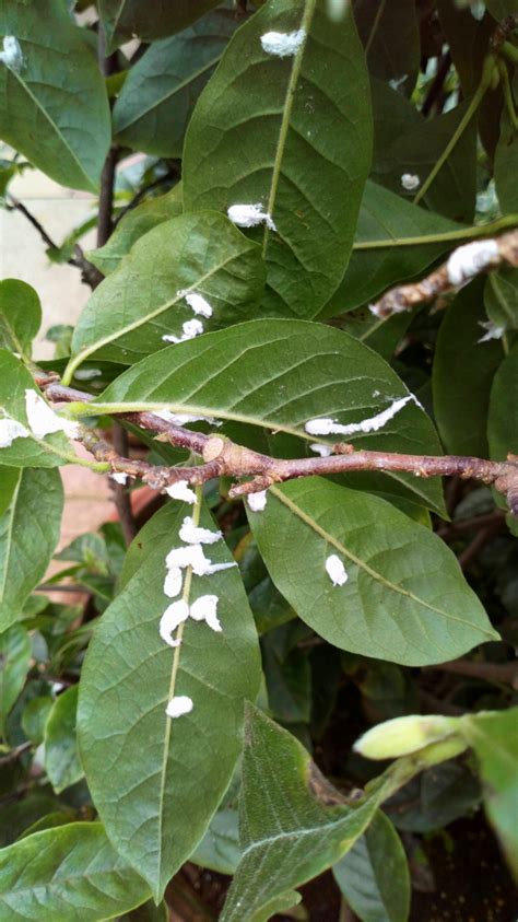 White Powdery Stuff On Magnolia — Bbc Gardeners World Magazine