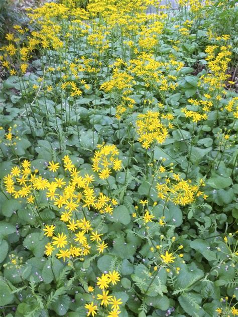Native across the southern part of england and north wales, where it is found in woods, along hedgerows and on sea cliffs, mostly on limy soils. 307 best images about New England Four Season Landscaping ...