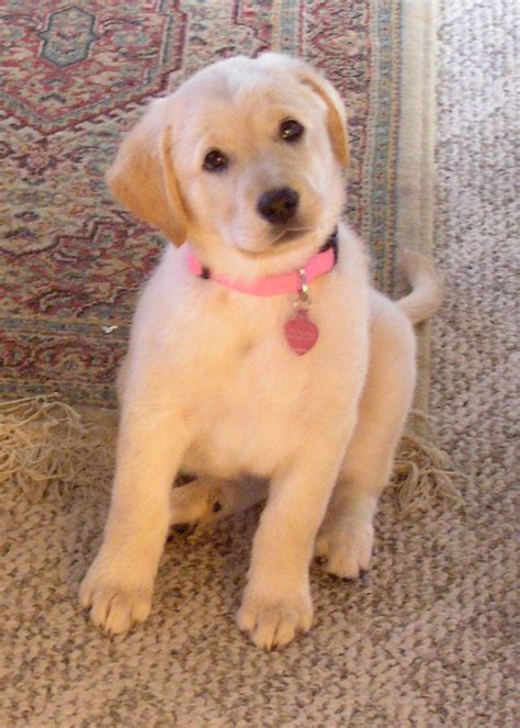 They require a lot of mental stimulation and exercise each the golden labrador retriever mix loves swimming and they are great with various dog sports, such as agility or flyball. Yellow Lab Golden Retriever Mix | Lab mix puppies, Golden ...