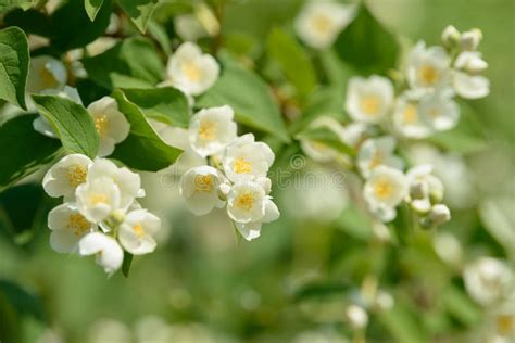 Close Up Of White Jasmine Flowers In A Garden Flowering Jasmine Bush