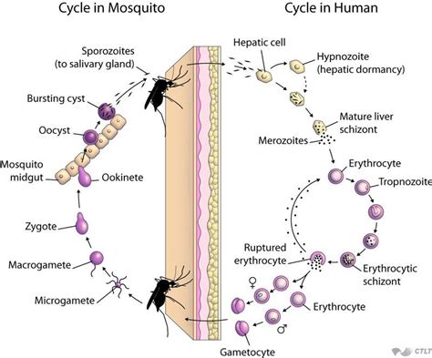 Plasmodium Life Cycle Biology Facts Teaching Biology Biology Notes