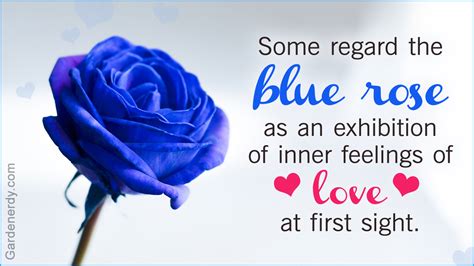 Symbolic Meaning Of Blue Roses Thatll Leave You Stupefied Gardenerdy