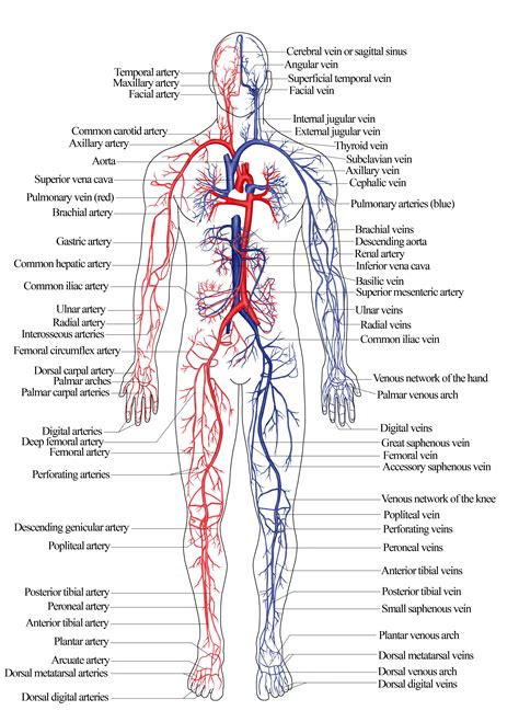 This blood is no longer under much pressure, so many veins have valves that prevent backflow of blood. Diagram Of Venous System Of Human Body Nroer - File, Image - Arterial And Venous System Of ...