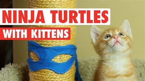 Ninja Turtles Cute Kitten Version Kittens Cutest Cute Kitten 