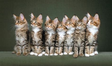 These cats are very active and thrive on a pet owner's guide to bengal cats. 20 Things Only Maine Coon Cat Owners Would Understand