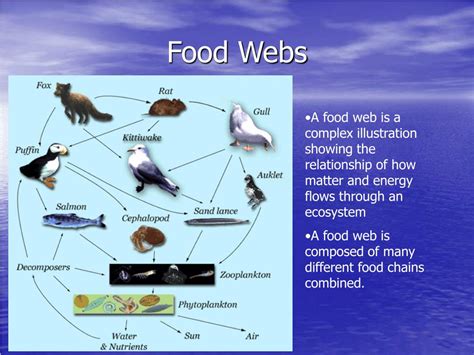 Ppt Energy Flow Through Food Chains And Food Webs Powerpoint Images