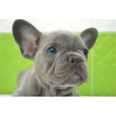 You can find them in acceptable akc color standards such as fawn, brindle, cream, and white, as well as in rare lilac, isabella, blue, chocolate, and sable coats. French bulldog Rare blue color! NY 8.7 - Kittens & Puppies