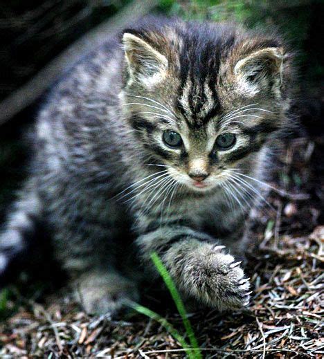 The Scottish Wildcat Kitten Saving Its Species From Extinction Wild