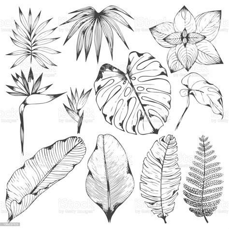 Ilustración De Plantas Tropicales Conjunto De Ilustraciones Vectoriales