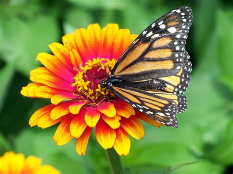 How To Create A Butterfly Garden