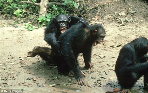 Chimps prefer the path of least resistance: Apes opt for cooperation