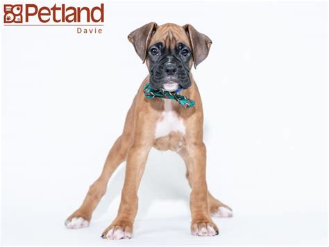 Find the perfect boxer puppy for sale in florida, fl at puppyfind.com. Petland Florida has Boxer puppies for sale! Check out all ...