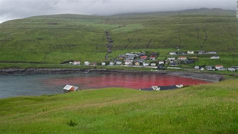 Sea Turns Red With Blood After Whale Hunt In Faroe Islands Cnn