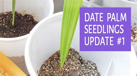Date Palm Seedlings Update 1 12072017 Youtube