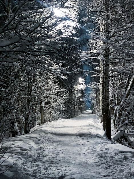Premium Photo Night Landscape With Snowy Path Between Rows Of