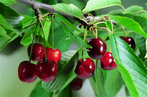 All About Cherry Trees