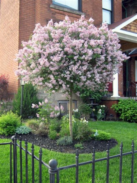 13 Decorative Trees For Front Yard Design Dhomish