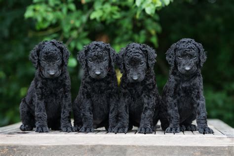 Still mostly luring, and there is still a long way to go, but so far so good.other puppies are crying inside, because they here clicker sound and they know. Curly-Coated Retriever - All Big Dog Breeds