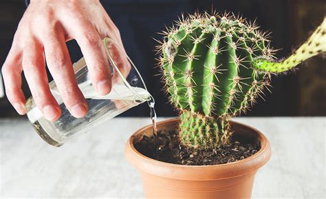 When you water potted cactus using this technique, its roots get stronger because they are always growing downwards towards the moisture. Types of Cactus Plants - The Home Depot