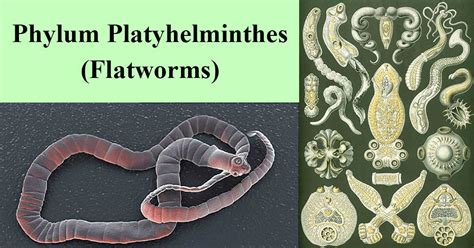 Phylum Platyhelminthes Characteristics Classification Examples