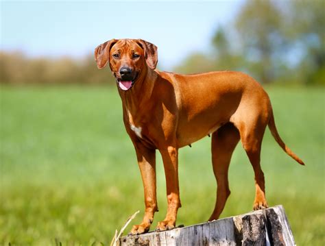 Including dog breeds, common canine care faqs , grooming education, dog nutrition, diet, food, training resources and much more! Rhodesian Ridgeback | Bil-Jac