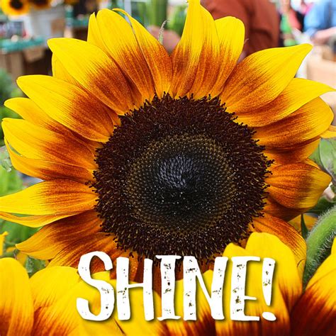 Sunflower Day September 7th Easton Farmers Market