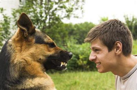 Some German Shepherds Will Attack Because Of This Perceived Threat