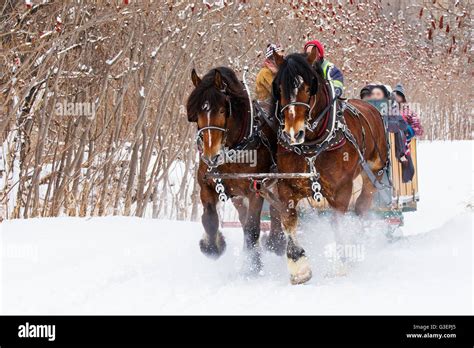 Quebec Horse Sleigh Rides Hi Res Stock Photography And Images Alamy