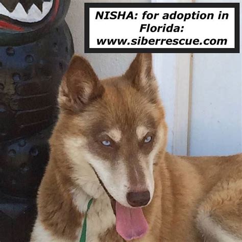 Puppyfinder.com strongly recommends reading these adoption tips before adopting a puppy. #Siberian #Husky NISHA is available for #adoption in # ...