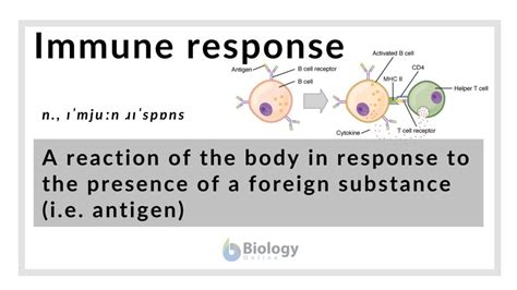 Immune Response Definition And Examples Biology Online Dictionary
