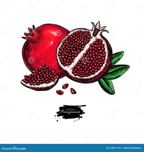 Pomegranate Vector Drawing Hand Drawn Tropical Fruit Illustration