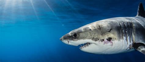 Discover The Largest Great White Shark Ever Recorded A Z Animals