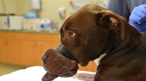 Abused Pit Bull Recovering From Surgery After Experiencing Horrific