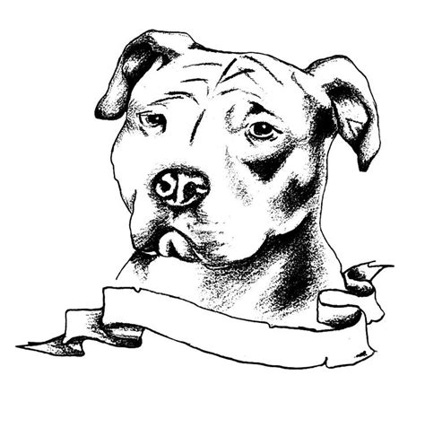 Pitbull Sketch Drawing At Getdrawings Free Download