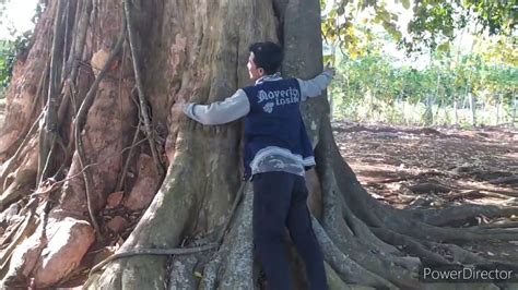 Waoowww Ini Dia Pohon Jati Terbesar Dan Tertua Di Dunia Youtube