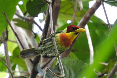 Birdwatching Peru Birding Tours Aves Del Peru Birding Expeditions Peru