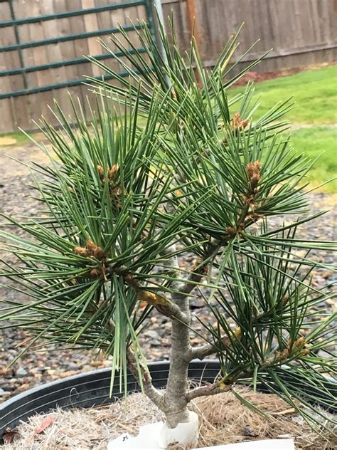 Buy Pinus Bungeana Diamantchinese Lacebark Pine Conifer Kingdom