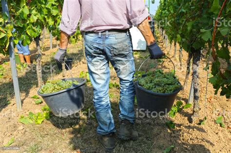 Harvesting Grapes In Grape Yard Stock Photo Download Image Now