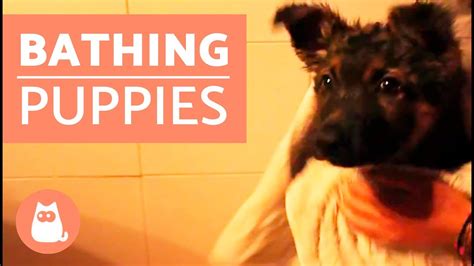 How To Bathe A Puppy For The First Time Dog Potato