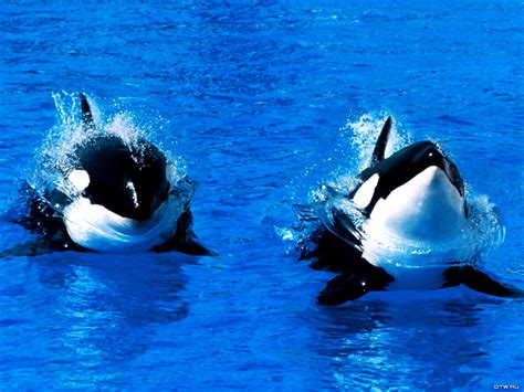 Whale Killer Whale Animals Wallpaper Download Top Free Wallpapers