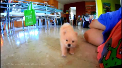 Cute Pomeranian Puppy Playing Youtube