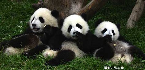Cute Panda Bears Animals Photo 34916402 Fanpop