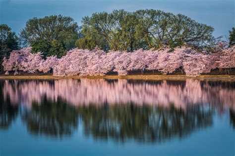 35 Beautiful Photos Of Cherry Blossoms Around The World 500px