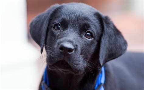 Black Lab Puppy Black Puppy Black Lab Puppies Cute Puppies Dogs And