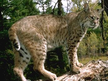 Keep Me Wild: Mountain Lion