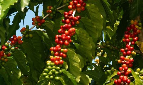 Learn More about Kona Coffee Family Farms! - Konacoffee.com